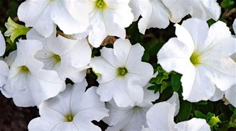 Petunia Colors: What Colors do Petunias Bloom?