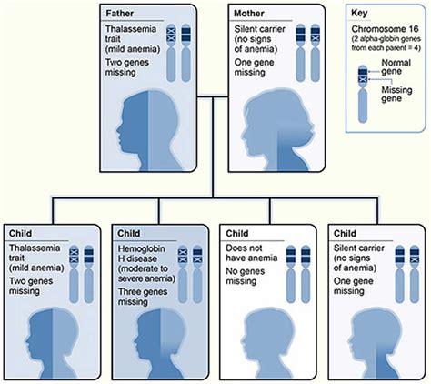 Thalassemia symptoms, causes, types, diagnosis, test and treatment