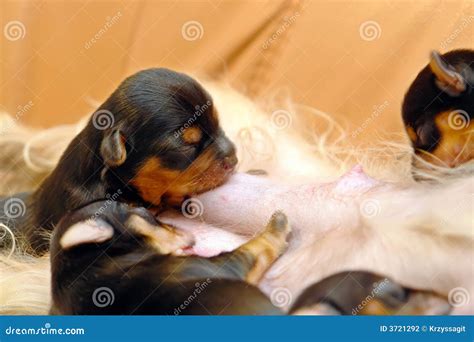 Newborn puppies feeding stock photo. Image of eating, baby - 3721292