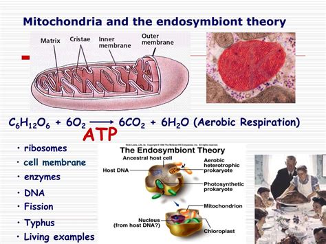 PPT - Mitochondria and the endosymbiont theory PowerPoint Presentation ...