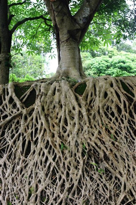 Deep Roots | Weird trees, Magical tree, Unique trees