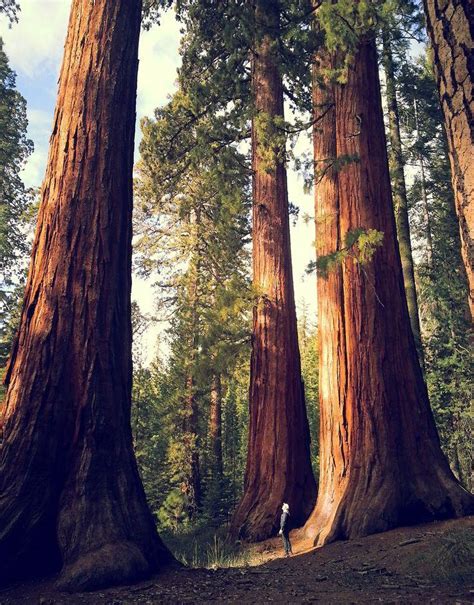 40 Giant Sequoia Plant Tree Seeds Fast Growing - Seeds & Bulbs