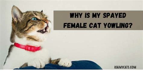 Why Is My Spayed Female Cat Yowling? Is It In Pain?