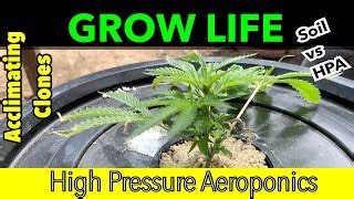 Cannabis Clone Acclimation Soil vs High Pressure Aeroponics HPA ...