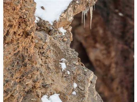 Image of ‘camouflaged snow leopard’ goes viral on social media, can you ...