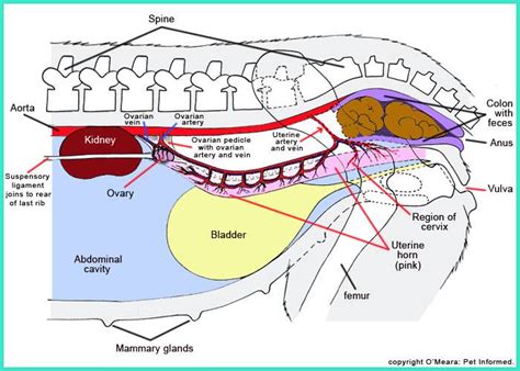 Cat Mammary Glands Anatomy - Fin Construir