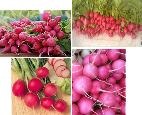 Brown Memsahib: Food Discovery Friday - Pink Radish!