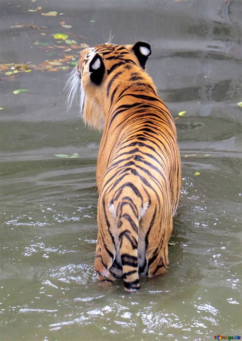 Tiger resting in water free image - № 45023