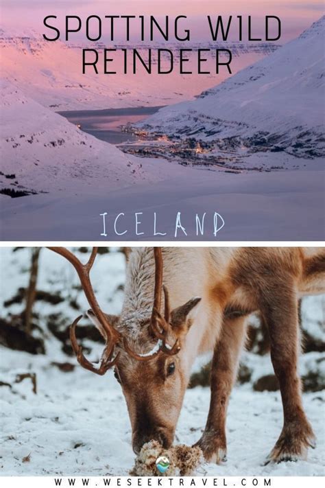 Where to Spot Wild Reindeer in Iceland – We Seek Travel Blog | Iceland travel, Iceland, Holiday ...