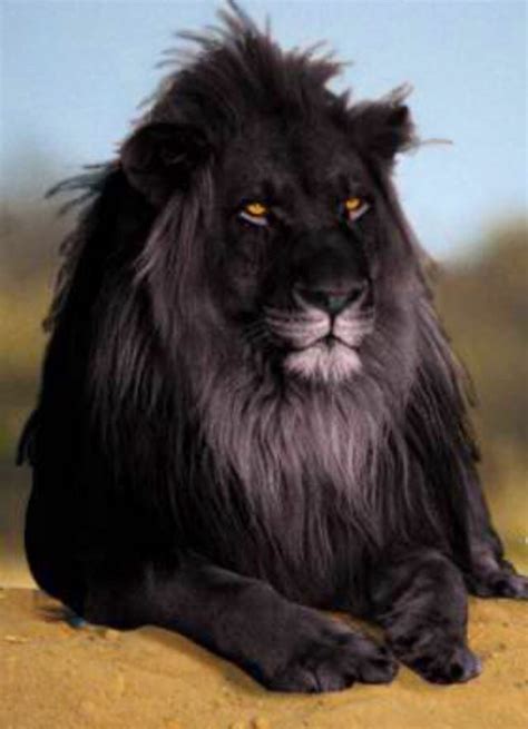 Rare black lion.... BEAUTIFUL!!! | Rare animals, Cute animals, Animals