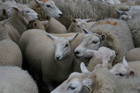 A flock of Lleyn sheep from the Lleyn Peninsula in North West Wales ...