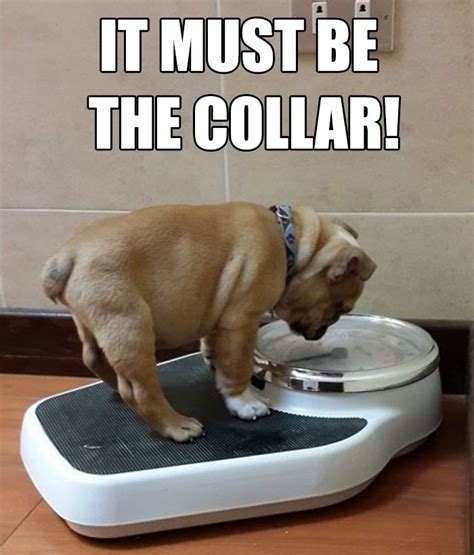 30 Of The Funniest Weight Loss And Diet Memes | Bored Panda