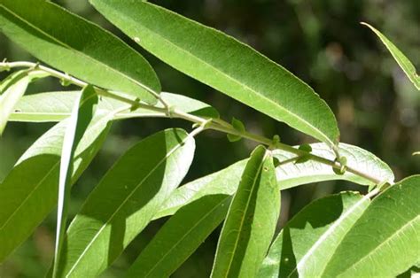 15 Major Types Of Willow Trees And How To Identify Them - AMERICAN GARDENER