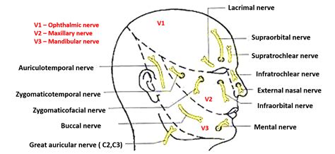 Face- Nerve Supply