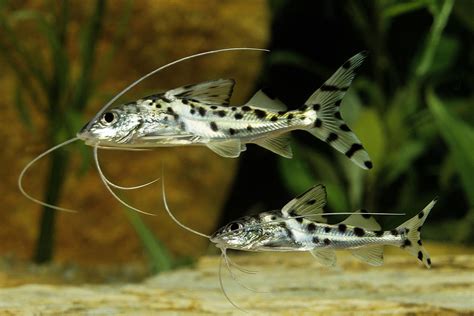 Pictus Catfish: Size, Care And Where To Get Them - FishLab