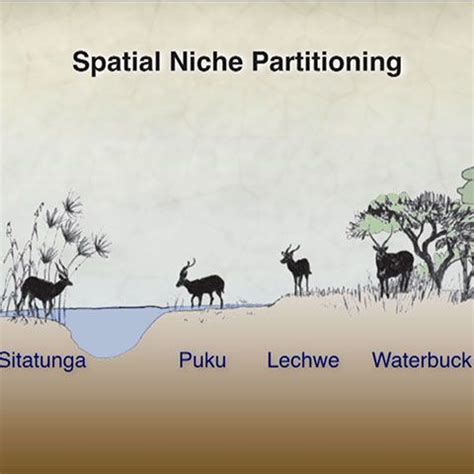 Screenshot of niche partitioning slide | Biology, Ecology, Spatial