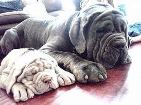 Neapolitan Mastiff Breeders and Neapolitan Mastiffs For Sale | Mastiff dogs, Neapolitan mastiffs ...