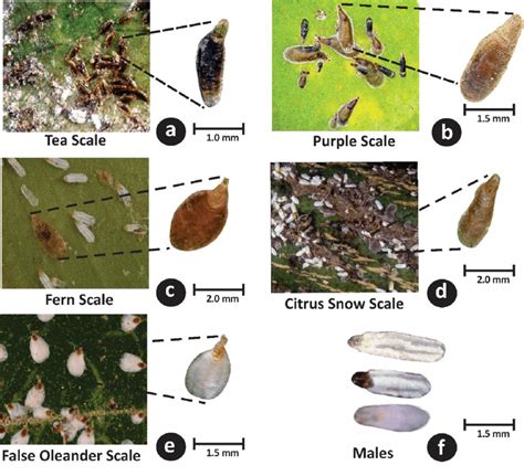 Naked eye and 30× views of armored scale species. (a) The shape of tea ...