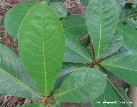 Gambar Berbagai Contoh Tulang Daun Sejajar Materi Biologi Gambar Yg Menyirip di Rebanas - Rebanas