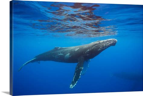 Humpback whale underwater, Hawaii Wall Art, Canvas Prints, Framed ...