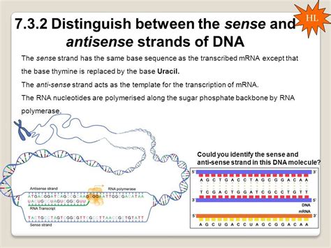 Sense And Antisense Rna Strands - slidesharetrick