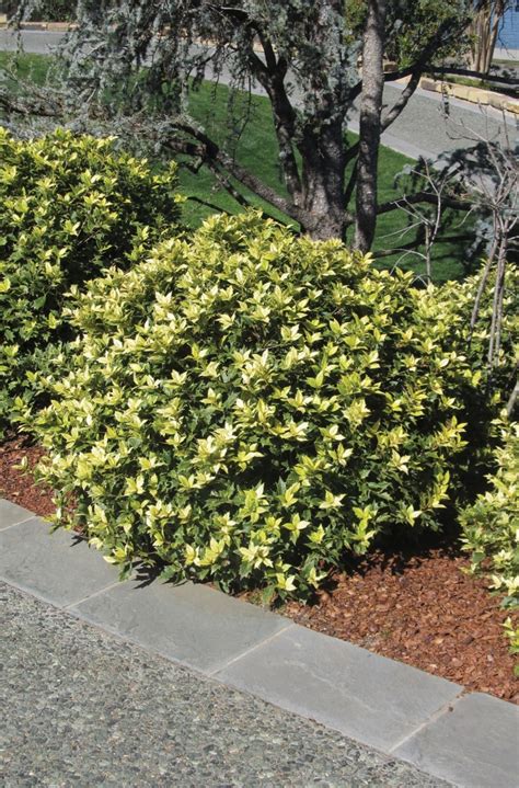 Buy Osmanthus heterophyllus ‘Goshiki’ | Conifer Kingdom