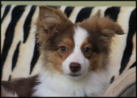 Border Collie Puppies For Adoption In Ohio - Pudding to come