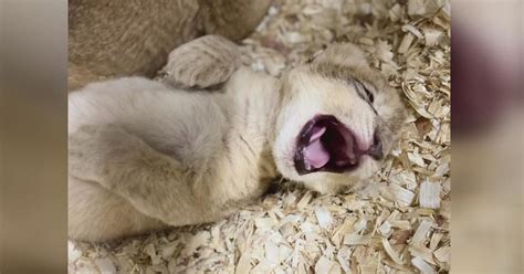 Lincoln Park Zoo sharing photos of 3 new lion cubs - CBS Chicago