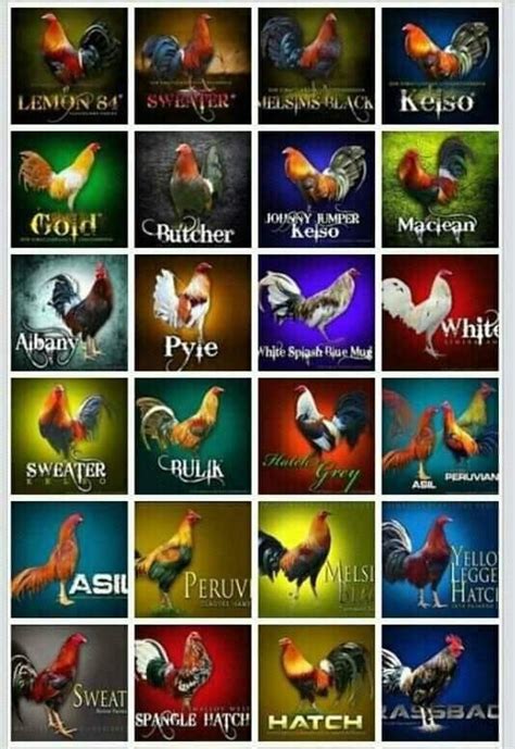 Gallos | Chicken breeds chart, Rooster breeds, Fancy chickens