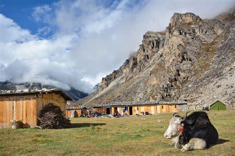 Trektocht Zuid Noord Kangchenjunga Nepal | Snow Leopard