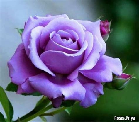 Lilac Rose | Beautiful roses, Purple roses, Lilac roses