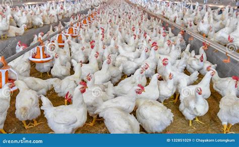 Poultry Broiler in Housing Farm Business Stock Image - Image of farm, barn: 132851029