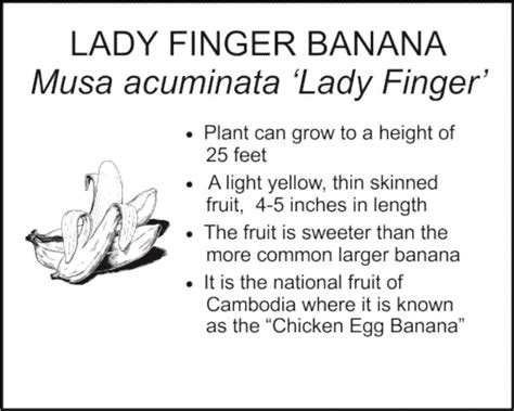 LADY FINGER BANANA - Smart Garden Signs