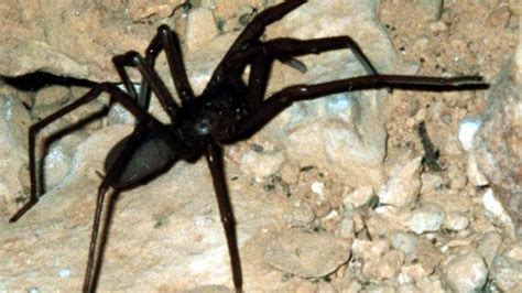 Rare species of cave-dwelling spiders named in honour of Thai cave rescuers | Western Australian ...