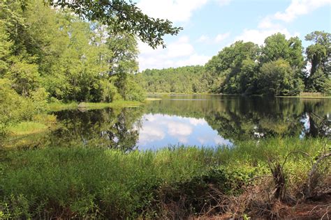 Alapaha River Wildlife Management Area lake a | Alapaha Rive… | Flickr