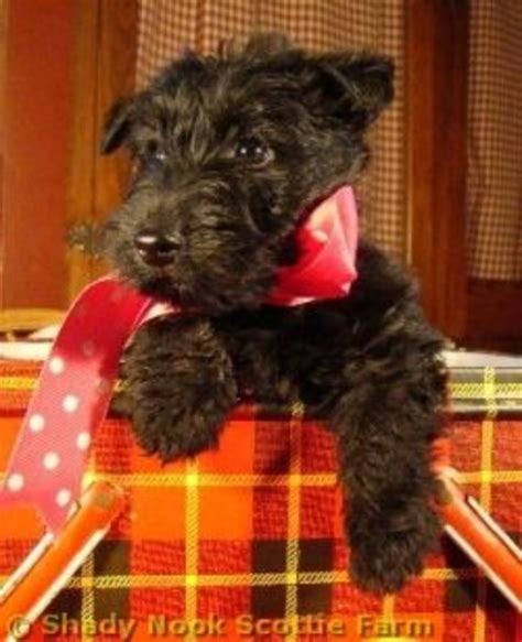 Scottish Terrier Puppies | HubPages