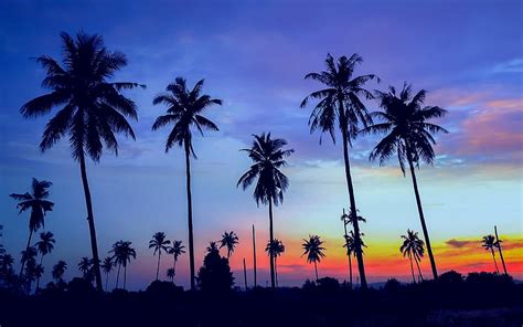 Palm trees, blue, black, summer, palm tree, pink, sky, vara, silhouette, sunset HD wallpaper ...