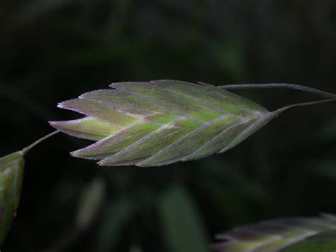 Chasmanthium latifolium (Poaceae) image 16706 at PlantSystematics.org