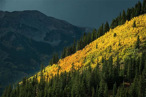 Fall Colors In Aspen Colorado Photograph by Brandon Huttenlocher - Fine Art America