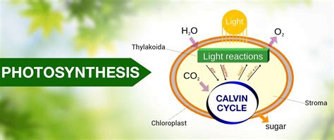 Photochemical Reaction - Definition & Theoretical Concepts