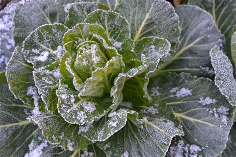 Frost Tolerant Vegetables To Grow Fall And Winter - Garden The Earth