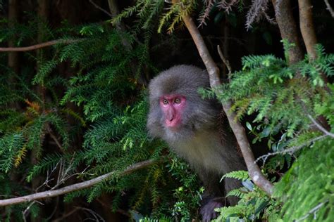 Brains over brawn: Mating strategies in Japanese macaques - Research ...