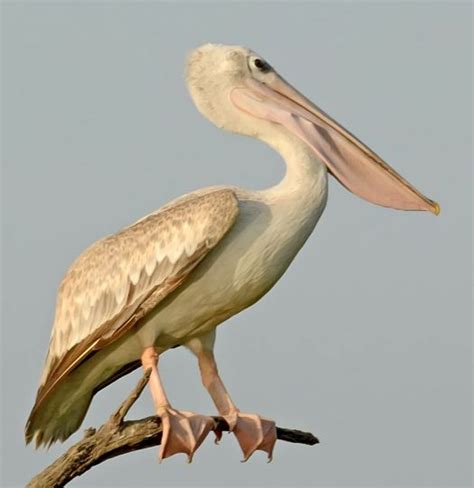 Pink-backed Pelican - BirdForum Opus | BirdForum