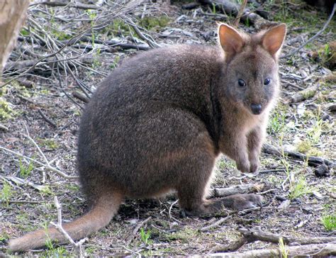 Pademelon - True Wildlife Creatures