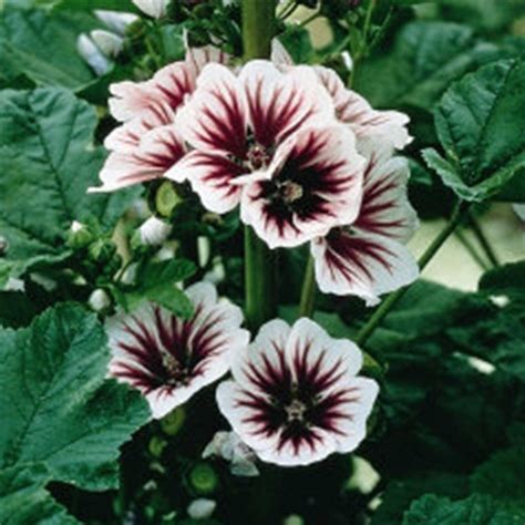 Malva Flower Garden Seeds - Zebrina - 500 Seeds - Perennial Flower Gardening Seeds - Malva ...