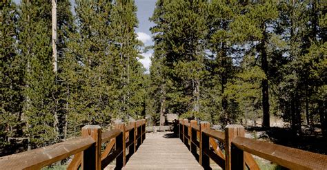 Brown Wooden Boardwalk · Free Stock Photo