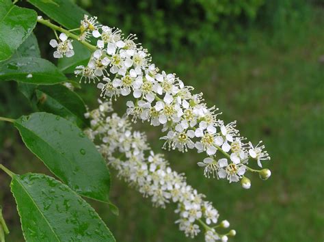 Native Trees of Indiana River Walk