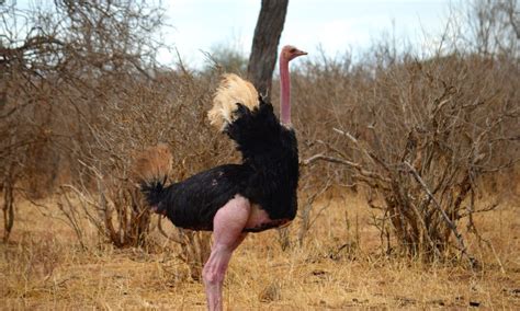 How to Survive an Ostrich Attack: Human Vs Bird | StudioKnow