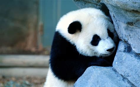 Panda HD Wallpaper (79+ images)