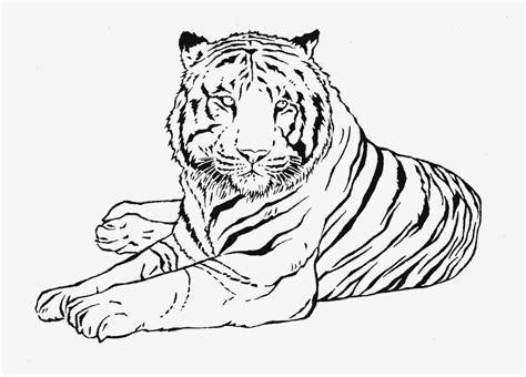 Tigre para Colorir e Imprimir - Muito Fácil - Colorir e Pintar